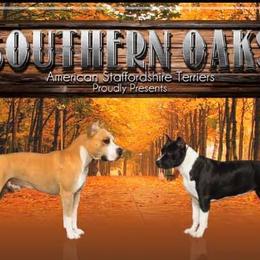 American Staffordshire Terriers from Southern Oaks American Staffordshire Terriers