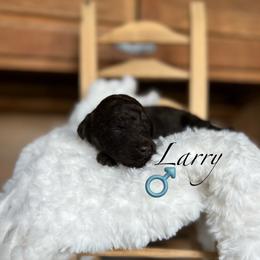 Larry - Brown male Poodle puppy in Greenville, North Carolina from Grace Poodles