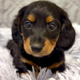 Charlie - Black and tan male Dachshund puppy in Sutherland, Virginia from Sutherland Estates Dachshunds