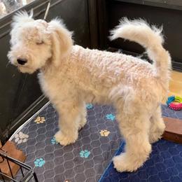 Boy 4, Sven - Schnoodle puppy from Giselle’s Pups: Giant Schnauzer/Standard Poodles