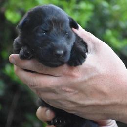 Pink collar Black female - Black female German Shepherd puppy in Mariana, Florida from Haus M Godwin
