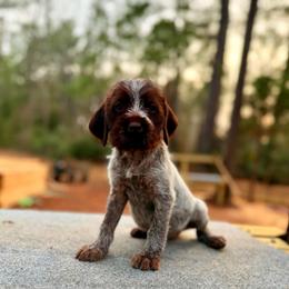 Mave - Brown and gray female Wirehaired Pointing Griffon puppy in Shelbyville, Texas from AndersonK9Kennels Bayou Beards