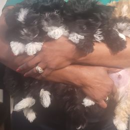 Shichon puppies from Reynolds family