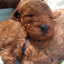 Bernedoodle and Goldendoodle Puppies from Happy Valley Doodles