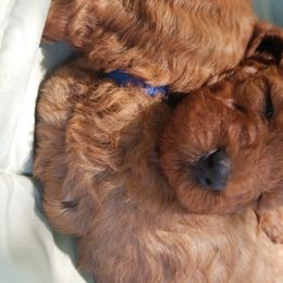 Bernedoodle and Goldendoodle Puppies from Happy Valley Doodles