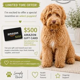 Willie - Chocolate male Australian Labradoodle puppy in Anderson, California from Shaggy Doodles