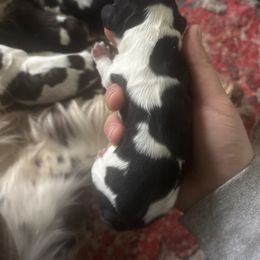 Boy 1 - Black and white male English Springer Spaniel puppy in Huntingdon, Pennsylvania from Indian Creek Springers and Doxies