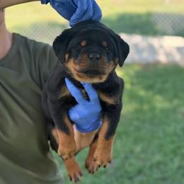 Dark Pink Collar - Black and mahogany female Rottweiler puppy in Batesburg, South Carolina from Vom Haus Bulnes