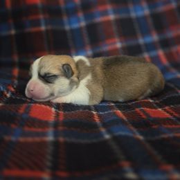 Green collar boy puppy - Red male Pembroke Welsh Corgi puppy in Lewisberry, Pennsylvania from Salted Rim Corgis