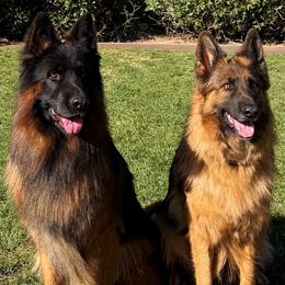 AKC Green Girl - Black and red female German Shepherd puppy in Bakersfield, California from Aguirre Farm