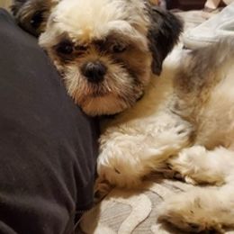 Shih Tzus from Stuber Shih Tzus