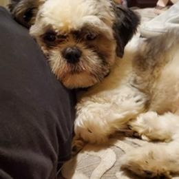 Shih Tzus from Stuber Shih Tzus