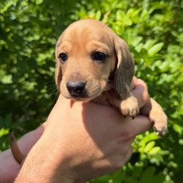Akc Chomper - Sable male Dachshund puppy in Tampa, Florida from Sunkissed Doxies