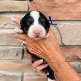 McKenzie - Tri-color female Bernedoodle puppy in Weston, Idaho from Berne n Doodles
