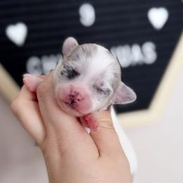 Eddie - Merle male Chihuahua puppy in Harrison, Michigan from Cloud9 Chihuahuas