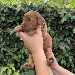 Goldendoodle Puppies from Roseville GoldenDoodles