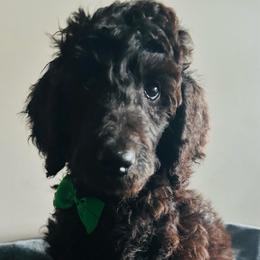 Green - Black male Poodle puppy in Danville, Indiana from Traci's Poodles