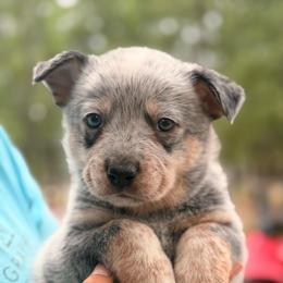 Super Love Bug - Blue speckled male Australian Cattle Dog puppy in Scurry, Texas from RedHorizon AKC Australian Cattle Dogs (Heelers)