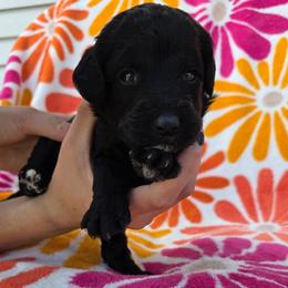 Princess Peach - Black and white female Sheepadoodle puppy in Owensville, Missouri from Oak Valley Kennels