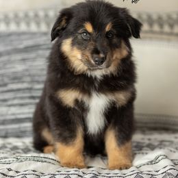 Miniature Australian Shepherd Puppies from Rocking AW Aussies