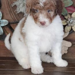 Red Merle Parti - Red merle female Aussiedoodle puppy in Lawton, Oklahoma from Lindsey’s Aussies