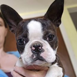 Boston Terrier puppies from Diamonds In The Ruff Boston Terriers