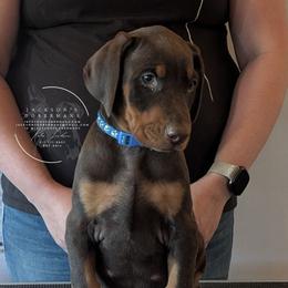 Blue Collar Male Amethyst and Sage - Red and rust male Doberman Pinscher puppy in Spencer, Indiana from Jackson's Dobermans