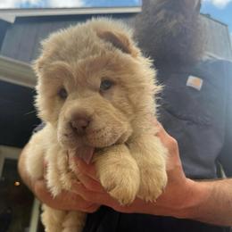 Pearly - Chinese Shar-Pei