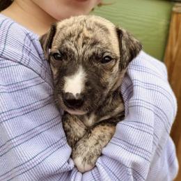 Tibby - Fawn brindle male Whippet puppy in Kingston, Tennessee from Smithfield Park