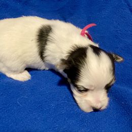 Maltipoo, Morkie, and Yorkipoo Puppies from Danza Bolo