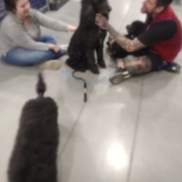 Havanese and Poodle All Grown Up from Curly Que Standard Poodles and Havanese