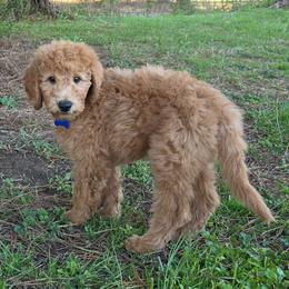 Billy - Red  male Goldendoodle puppy in Georgetown, Tennessee from Georgetown Designer & Purebred Puppies