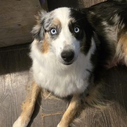 Australian Shepherds from Nana's Wild and Wonderful Aussies