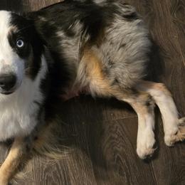 Australian Shepherds from Nana's Wild and Wonderful Aussies
