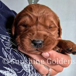 Lavender - Dark golden female Golden Retriever puppy in Brookston, Indiana from Sunshine Goldens
