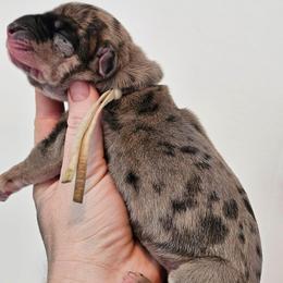 Light pink collar - Merle female Great Dane puppy in Warren, Ohio from Loyal-Loves Great Danes