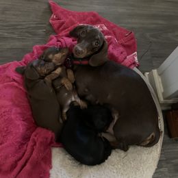 Dachshund Puppies from Howard's Hillside Farms