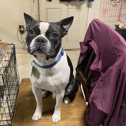 Blaze - Boston Terrier