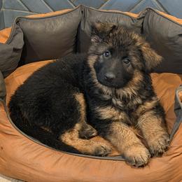 Iris (purple ribbon) - Black and red female German Shepherd puppy in Purcellville, Virginia from Starry Night German Shepherd Dogs