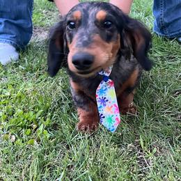 Dachshund Puppies from Chelisa's Dachshunds