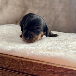 Jasmine - Black and tan female Dachshund puppy in Franklin, Tennessee from Wendy's Weenies