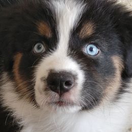 Australian Shepherd Puppies from Craig Creek Aussies