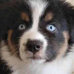 Australian Shepherd Puppies from Craig Creek Aussies