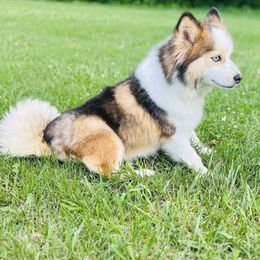 Thai - Pomsky