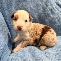 Cindy - Red merle female Australian Shepherd puppy in Atkinson, Illinois from Diamond Ridge Aussies