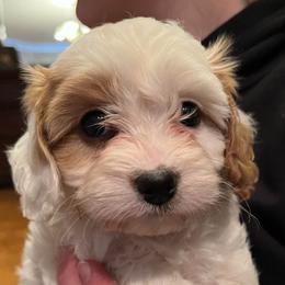 Snow OFA F1 - Blenheim female Cavapoo puppy in Garland, Kansas from 3W Ranch