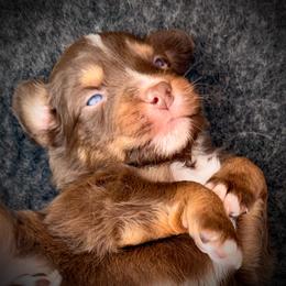 Diablo-Full tail and blue eyes likely - Red tri-color male Australian Shepherd puppy in Penrose, Colorado from Best Friend Aussies