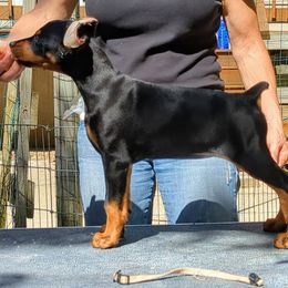 Doberman Pinscher Puppies from Allettare Dobermans