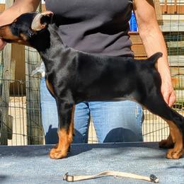 Doberman Pinscher Puppies from Allettare Dobermans