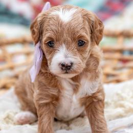 Rosie - Red  female Goldendoodle puppy in Lumberton, Mississippi from SouthernDoodlebug/ Utah Doodlebug